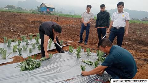  Phó Chủ tịch UBND huyện kiểm tra mô hình trồng Dứa tại xã Pắc Ta