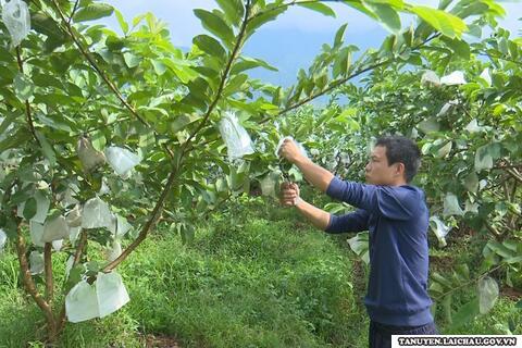 Tân Uyên có trên 600 ha cây ăn quả