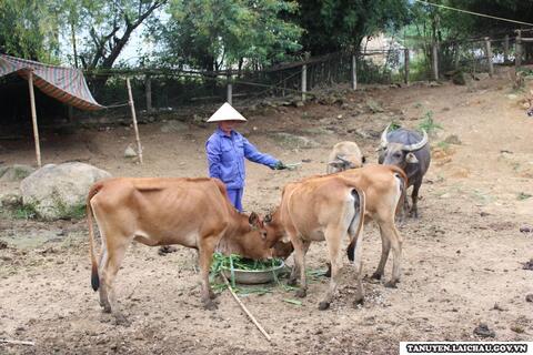 6 tháng đầu năm gia súc, gia cầm trên địa bàn huyện tăng 15.000 con so với cùng kỳ năm trước