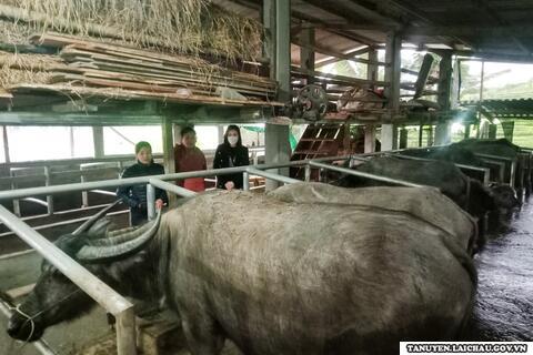 Thị trấn Tân Uyên: Có trên 50.000 con gia súc, gia cầm