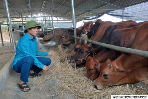 Tân Uyên chủ động phòng, chống dịch bệnh cho đàn gia súc
