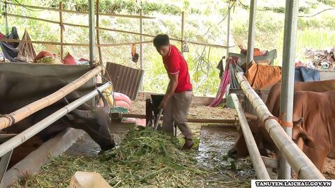 Chăn nuôi Trâu Bò áp dụng khoa học cho thu nhập cao trên 190 triệu đồng
