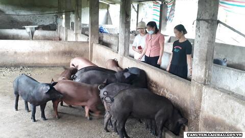 Vươn lên làm giàu từ mô hình chăn nuôi tổng hợp