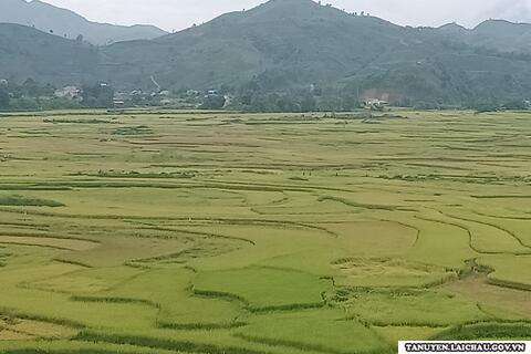Nông dân xã Mường Khoa tập trung thu hoạch lúa vụ Mùa